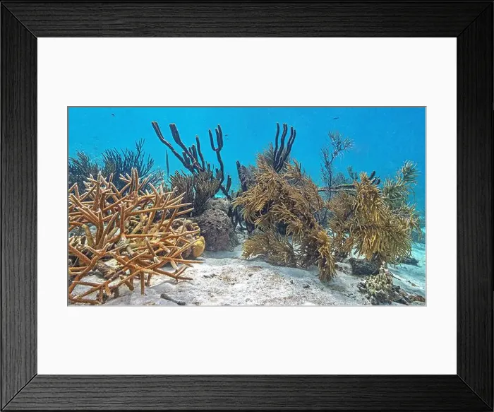Framed Print : Caribbean coral reef off the coast of the island of Bonaire Framed Print : Caribbean coral reef off the coast of the island of Bonaire