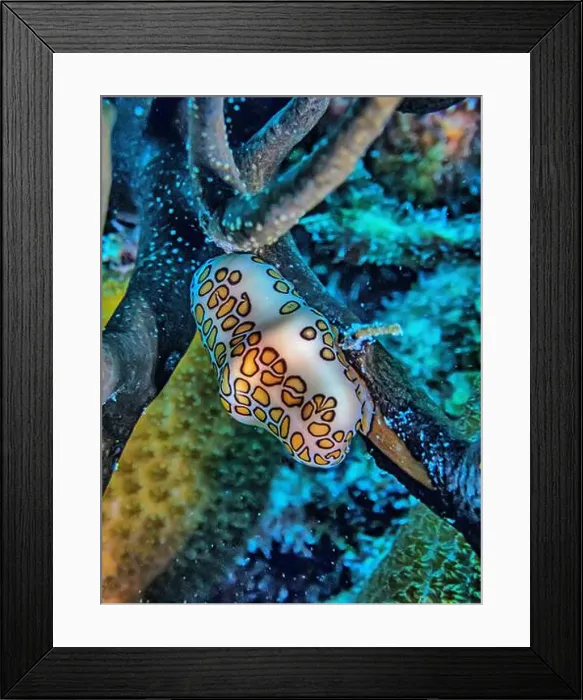 Framed Print : flamingo tongue snail, Cyphoma gibbosum is a species of small but brightly colored sea snail Framed Print : flamingo tongue snail, Cyphoma gibbosum is a species of small but brightly colored sea snail