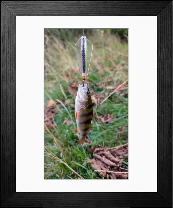 Framed Print : Fresh water fish perch hooked on spinning lure, fishing, catch and release, animals and wildlife, nature background Framed Print : Fresh water fish perch hooked on spinning lure, fishing, catch and release, animals and wildlife, nature background