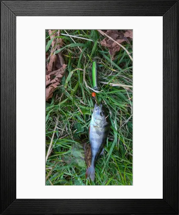 Framed Print : Fresh water fish perch hooked on spinning lure, fishing, catch and release, animals and wildlife, nature background Framed Print : Fresh water fish perch hooked on spinning lure, fishing, catch and release, animals and wildlife, nature background