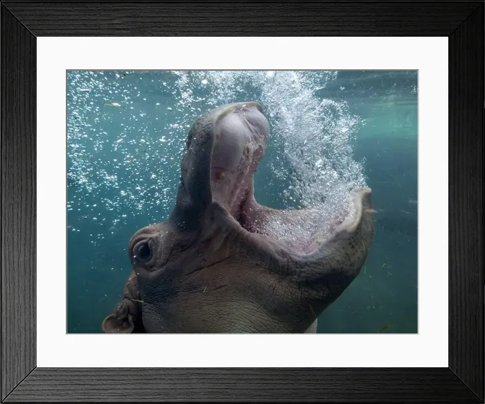 Framed Print : baby and adult playing hippopotamus underwater hippo swimming close up looking at you open mouth bubbling breathing air Framed Print : baby and adult playing hippopotamus underwater hippo swimming close up looking at you open mouth bubbling breathing air