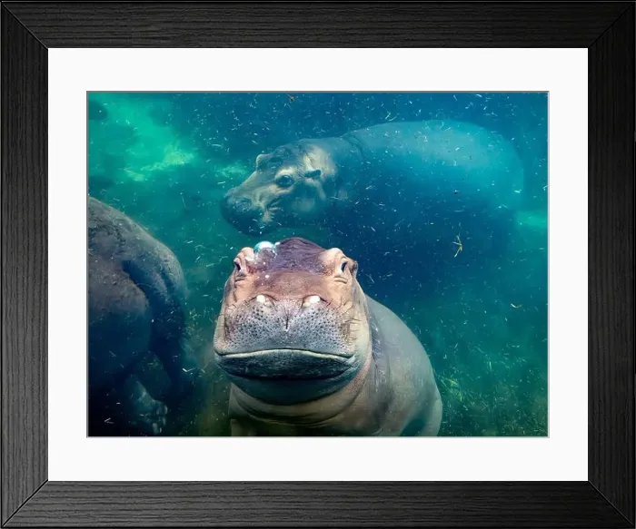 Framed Print : hippopotamus underwater hippo swimming close up looking at you Framed Print : hippopotamus underwater hippo swimming close up looking at you