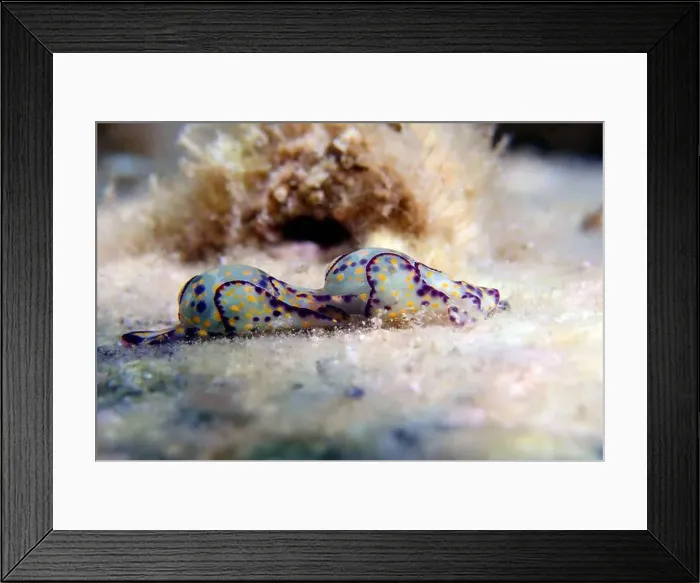 Framed Print : Colorful sea bubble snail - Haminoea cyanocaudata Framed Print : Colorful sea bubble snail - Haminoea cyanocaudata