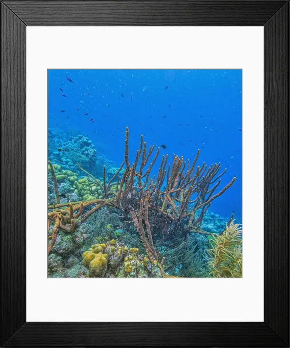 Framed Print : Amphimedon compressa, the erect rope sponge, red tree sponge, red tubular sponge, or red sponge is a demosponge Framed Print : Amphimedon compressa, the erect rope sponge, red tree sponge, red tubular sponge, or red sponge is a demosponge