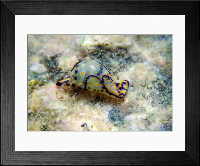 Framed Print : Colorful sea bubble snail - Haminoea cyanocaudata Framed Print : Colorful sea bubble snail - Haminoea cyanocaudata