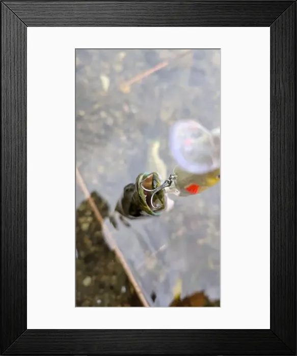 Framed Print : Fish pike caught on lure and fishing rod in Corrib river at Galway Framed Print : Fish pike caught on lure and fishing rod in Corrib river at Galway
