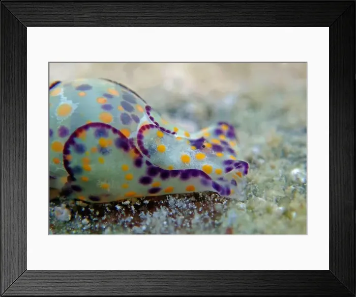 Framed Print : Colorful sea bubble snail - Haminoea cyanocaudata Framed Print : Colorful sea bubble snail - Haminoea cyanocaudata