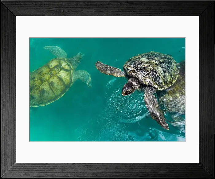Framed Print : Adult Green Sea Turtles (Chelonia mydas) swimming in the breeding pool at the Cayman Turtle Centre Framed Print : Adult Green Sea Turtles (Chelonia mydas) swimming in the breeding pool at the Cayman Turtle Centre