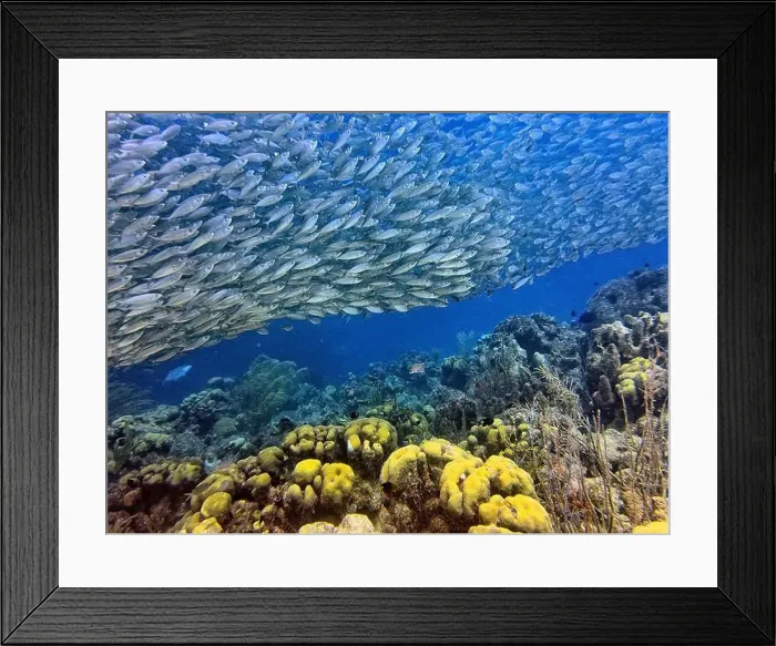 Framed Print : bait ball, or baitball of Jacks off the coast of the island of Bonaire Framed Print : bait ball, or baitball of Jacks off the coast of the island of Bonaire