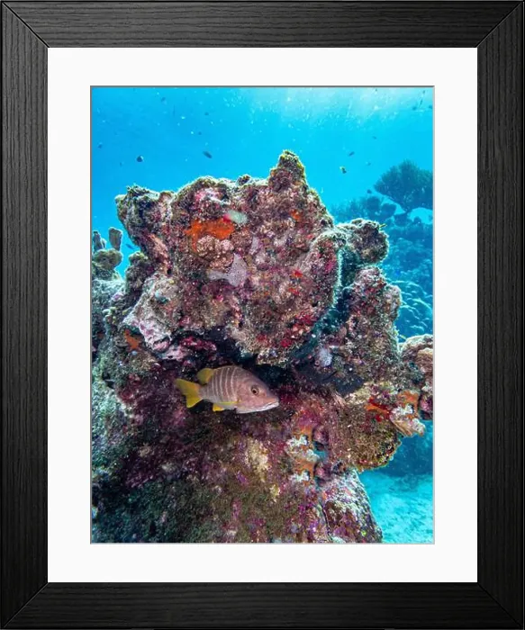 Framed Print : schoolmaster snapper, Lutjanus apodus Framed Print : schoolmaster snapper, Lutjanus apodus