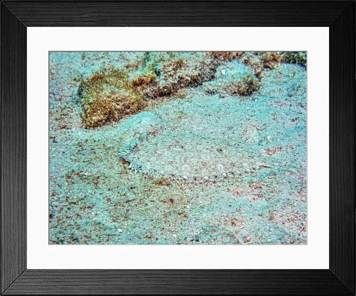 Framed Print : peacock flounder, Bothus mancus, also known as the flowery flounder Framed Print : peacock flounder, Bothus mancus, also known as the flowery flounder