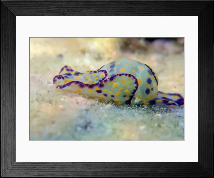 Framed Print : Colorful sea bubble snail - Haminoea cyanocaudata Framed Print : Colorful sea bubble snail - Haminoea cyanocaudata