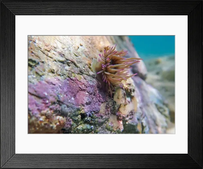 Framed Print : Mediterranean snakelocks sea anemone - Anemonia sulcata Framed Print : Mediterranean snakelocks sea anemone - Anemonia sulcata