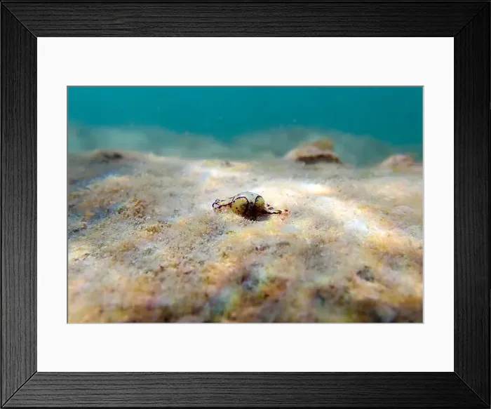 Framed Print : Colorful sea bubble snail - Haminoea cyanocaudata