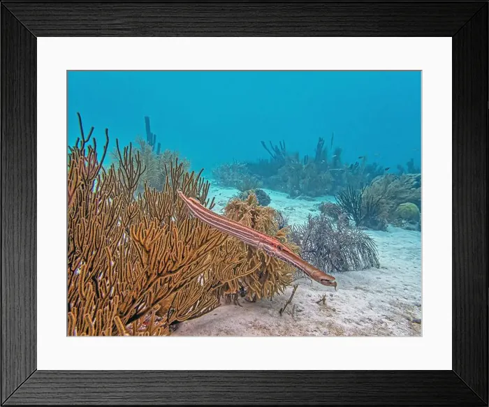Framed Print : trumpetfishes are three species of highly specialized Framed Print : trumpetfishes are three species of highly specialized