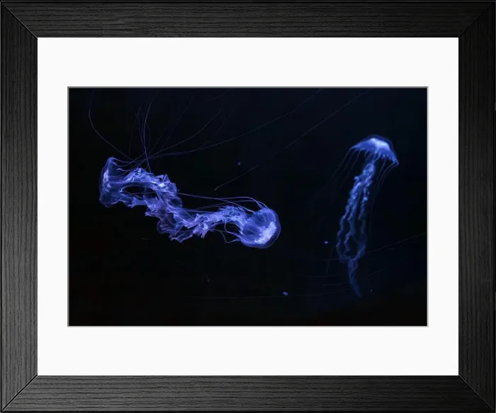 Framed Print : Two Black sea nettle, Chrysaora achlyos swimming in dark water of aquarium tank with purple neon light Framed Print : Two Black sea nettle, Chrysaora achlyos swimming in dark water of aquarium tank with purple neon light