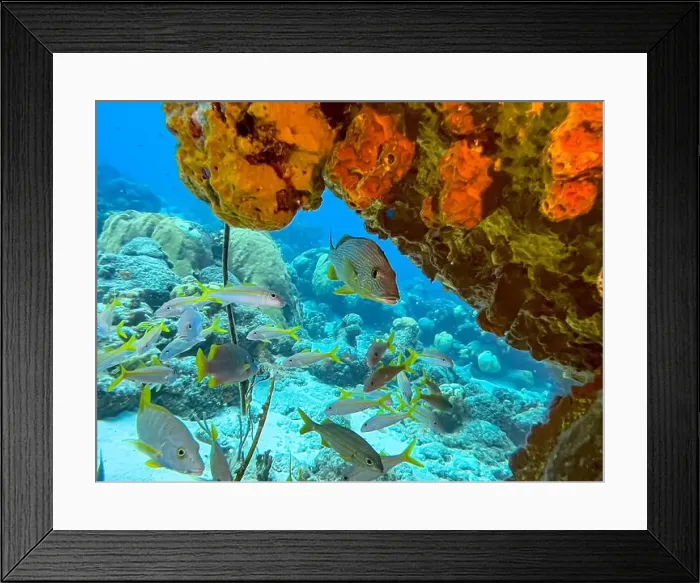 Framed Print : schoolmaster snapper, Lutjanus apodus Framed Print : schoolmaster snapper, Lutjanus apodus
