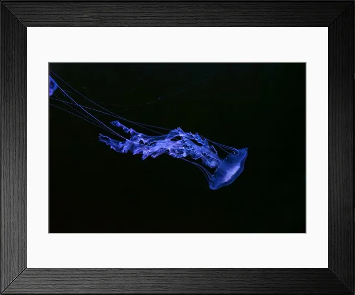 Framed Print : Black sea nettle, Chrysaora achlyos swimming in dark water of aquarium tank with purple neon light Framed Print : Black sea nettle, Chrysaora achlyos swimming in dark water of aquarium tank with purple neon light