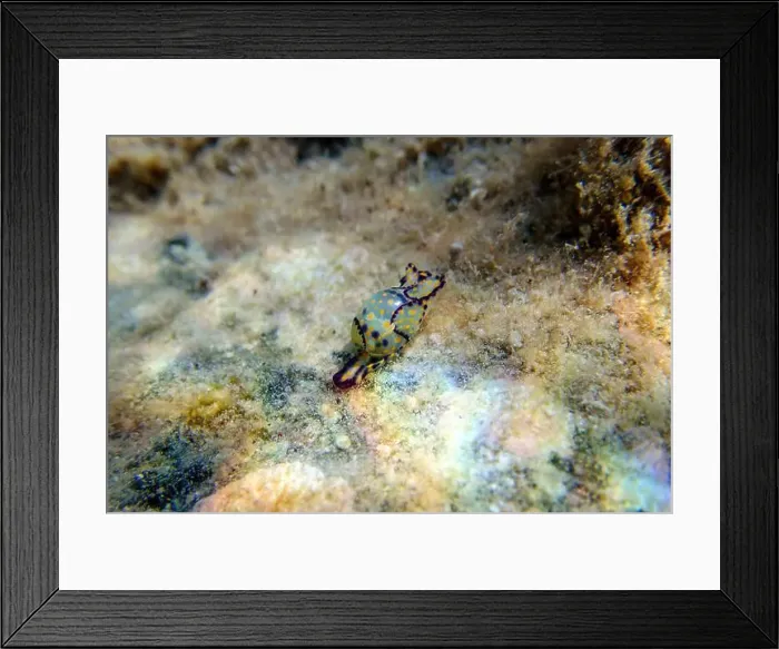 Framed Print : Colorful sea bubble snail - Haminoea cyanocaudata Framed Print : Colorful sea bubble snail - Haminoea cyanocaudata