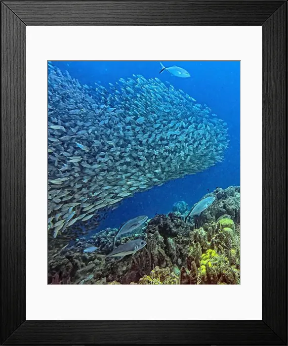 Framed Print : bait ball, or baitball of Jacks off the coast of the island of Bonaire