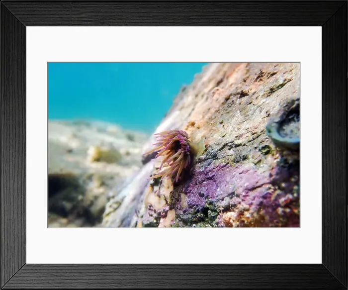 Framed Print : Mediterranean snakelocks sea anemone - Anemonia sulcata Framed Print : Mediterranean snakelocks sea anemone - Anemonia sulcata