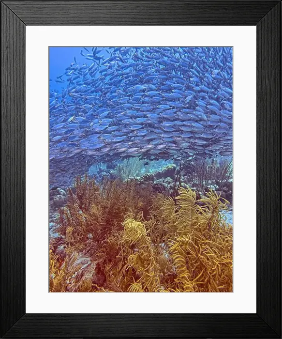 Framed Print : bait ball, or baitball of Jacks off the coast of the island of Bonaire Framed Print : bait ball, or baitball of Jacks off the coast of the island of Bonaire