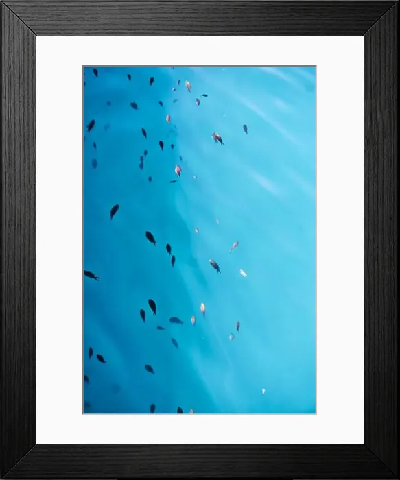 Framed Print : School of fish in the sea Framed Print : School of fish in the sea