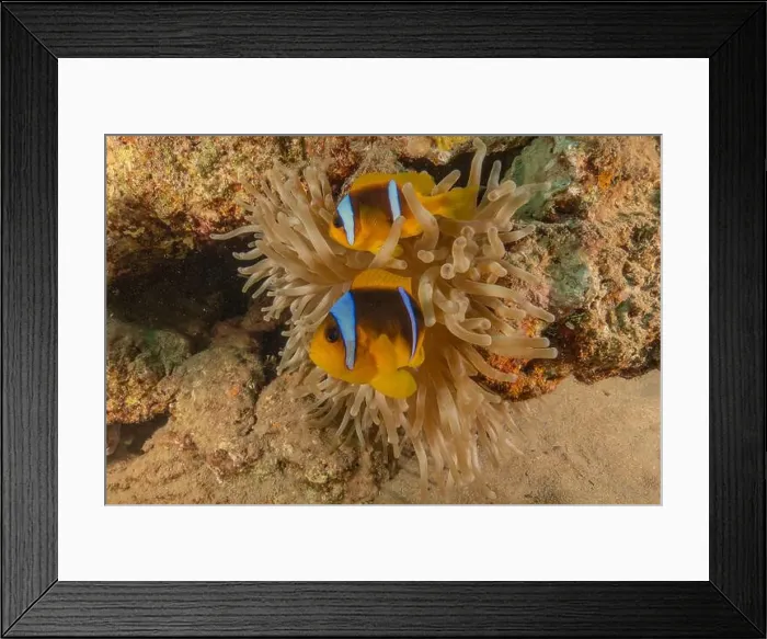 Framed Print : Clown-fish anemonefish in the Red Sea Colorful and beautiful, Eilat Israel Framed Print : Clown-fish anemonefish in the Red Sea Colorful and beautiful, Eilat Israel