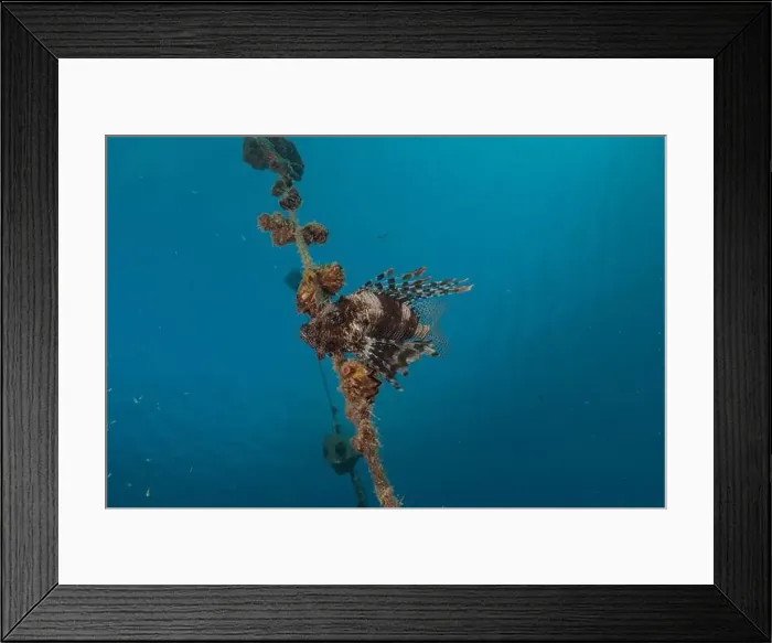 Framed Print : Lionfish (Pterois miles) in the Red Sea colorful fish, Eilat Israel Framed Print : Lionfish (Pterois miles) in the Red Sea colorful fish, Eilat Israel