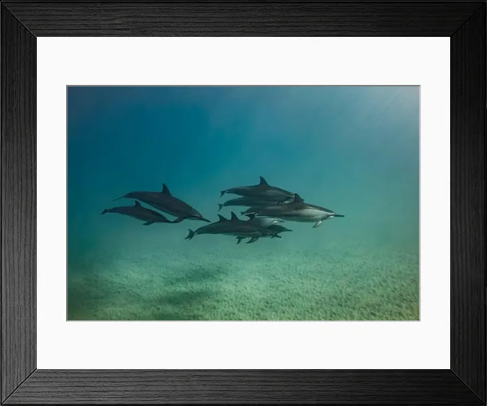 Framed Print : A pod of spinner dolphin with a few juveniles swim together near the sandy Framed Print : A pod of spinner dolphin with a few juveniles swim together near the sandy