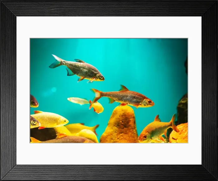 Framed Print : River fish in their natural habitat. Oceanarium, wildlife, colorful underwater world, aquarium Framed Print : River fish in their natural habitat. Oceanarium, wildlife, colorful underwater world, aquarium