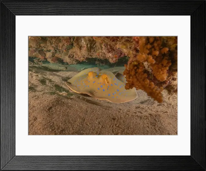 Framed Print : Blue-spotted stingray On the seabed in the Red Sea Eilat, Israel Framed Print : Blue-spotted stingray On the seabed in the Red Sea Eilat, Israel