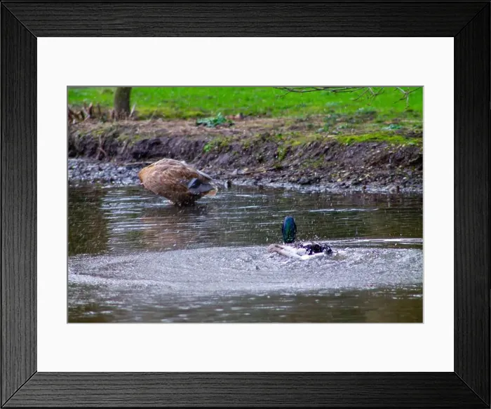 Framed Print : A serene pond scene featuring a duck diving underwater Framed Print : A serene pond scene featuring a duck diving underwater