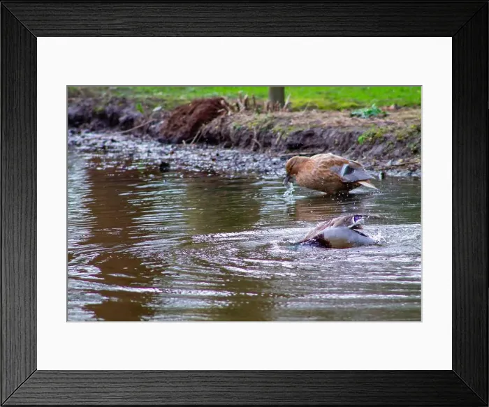 Framed Print : A serene pond scene featuring a duck diving underwater Framed Print : A serene pond scene featuring a duck diving underwater