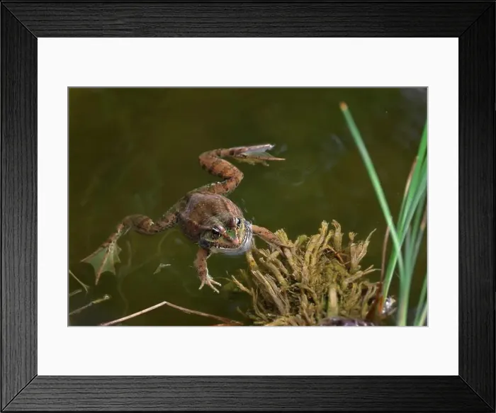 Framed Print : A frog swimming in a pond on a sunny day Framed Print : A frog swimming in a pond on a sunny day