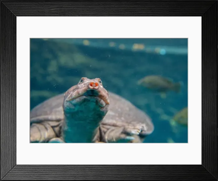 Framed Print : Close up of Softshelled Turtle swimming underwater, Blue Grotto, Florida, USA Framed Print : Close up of Softshelled Turtle swimming underwater, Blue Grotto, Florida, USA