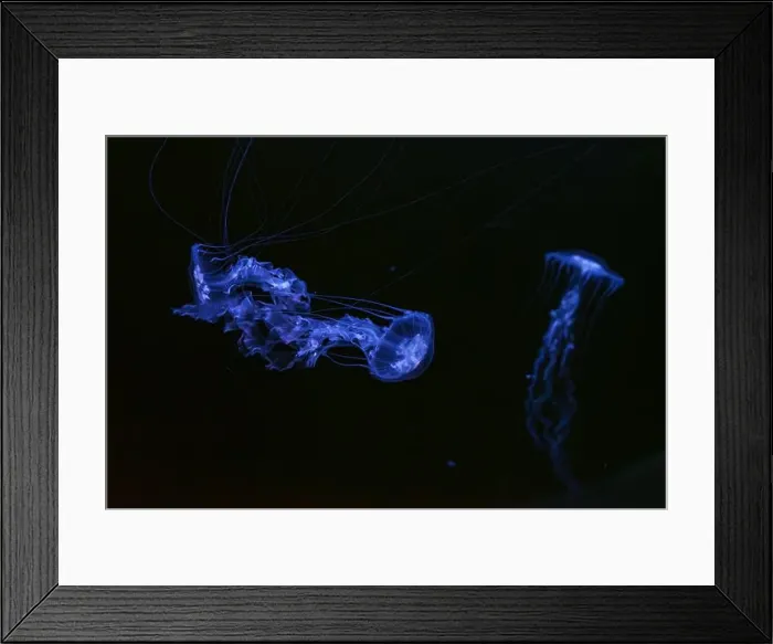 Framed Print : Two Black sea nettle, Chrysaora achlyos swimming in dark water of aquarium tank with purple neon light Framed Print : Two Black sea nettle, Chrysaora achlyos swimming in dark water of aquarium tank with purple neon light