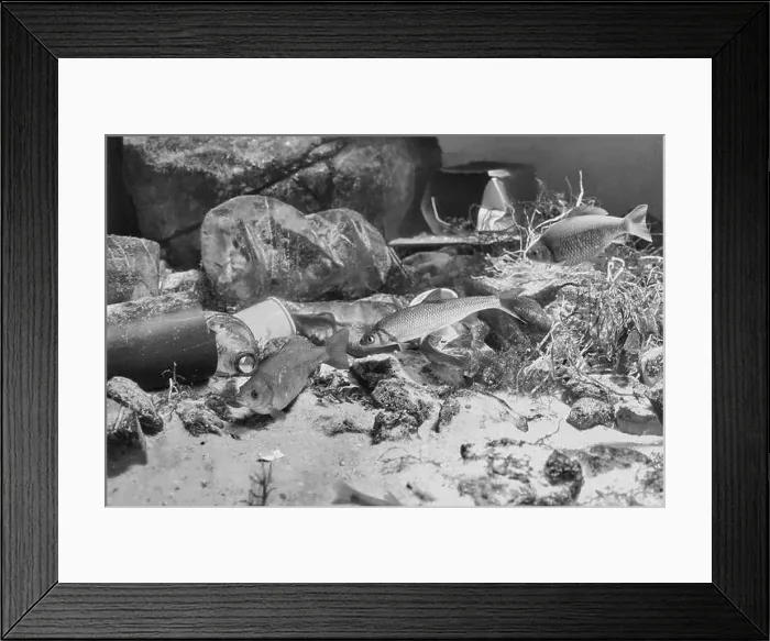 Framed Print : Fish swimming in dirty water among garbage lying on bottom Framed Print : Fish swimming in dirty water among garbage lying on bottom