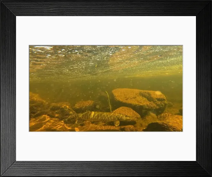 Framed Print : Northern pike prey for bait fish underwater in to Lainio river in August 2024 in Swedish Lapland