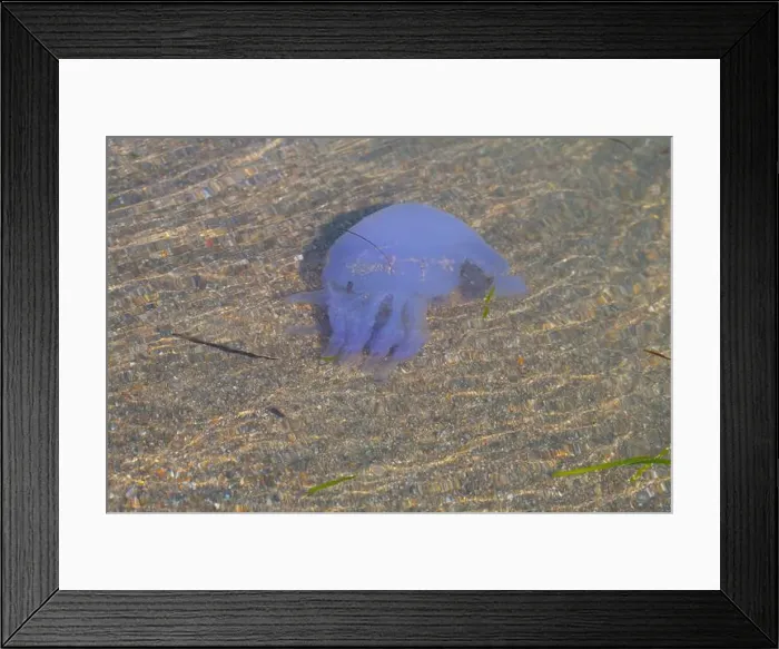 Framed Print : Big jellyfish swimming in shallow water near the sand Framed Print : Big jellyfish swimming in shallow water near the sand