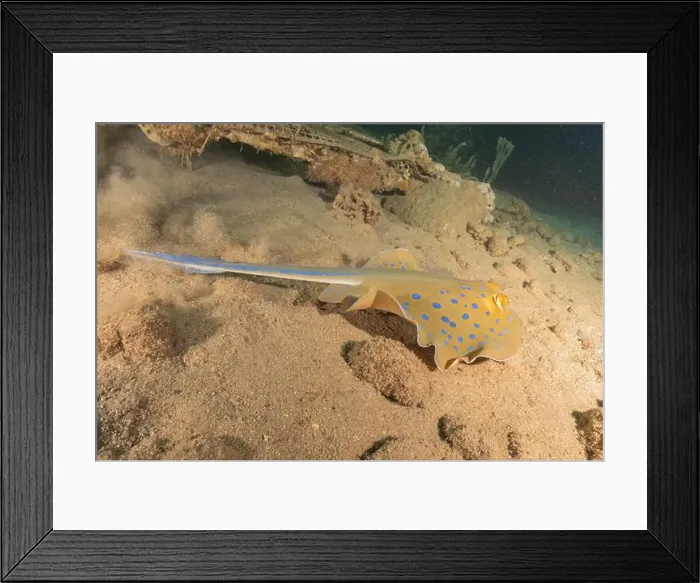 Framed Print : Blue-spotted stingray On the seabed in the Red Sea Eilat, Israel Framed Print : Blue-spotted stingray On the seabed in the Red Sea Eilat, Israel