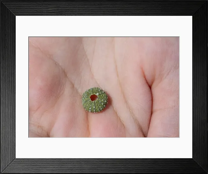 Framed Print : Person is holding a green sea urchin shell in the palm of their hand Framed Print : Person is holding a green sea urchin shell in the palm of their hand
