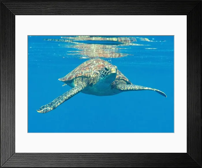 Framed Print : Green sea turtle swims under the water after taking breath, Bali, Indonesia Framed Print : Green sea turtle swims under the water after taking breath, Bali, Indonesia