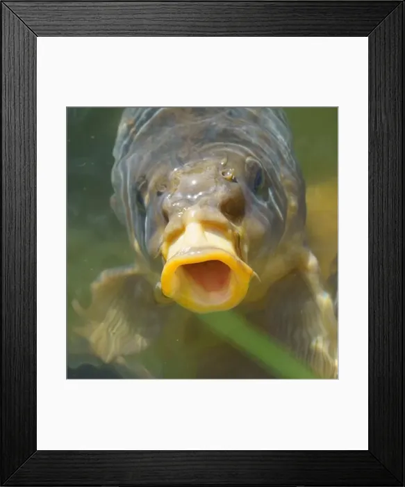 Framed Print : Hungry common carp (Cyprinus carpio) with big open mouth, eating / feeding in clear pond water Framed Print : Hungry common carp (Cyprinus carpio) with big open mouth, eating / feeding in clear pond water
