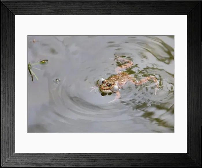 Framed Print : A frog swimming in a pond on a sunny day Framed Print : A frog swimming in a pond on a sunny day
