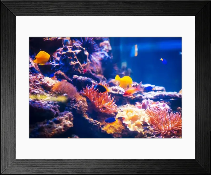 Framed Print : Tropical marine fish on a coral reef. Oceanarium, wildlife, colorful underwater world, aquarium Framed Print : Tropical marine fish on a coral reef. Oceanarium, wildlife, colorful underwater world, aquarium