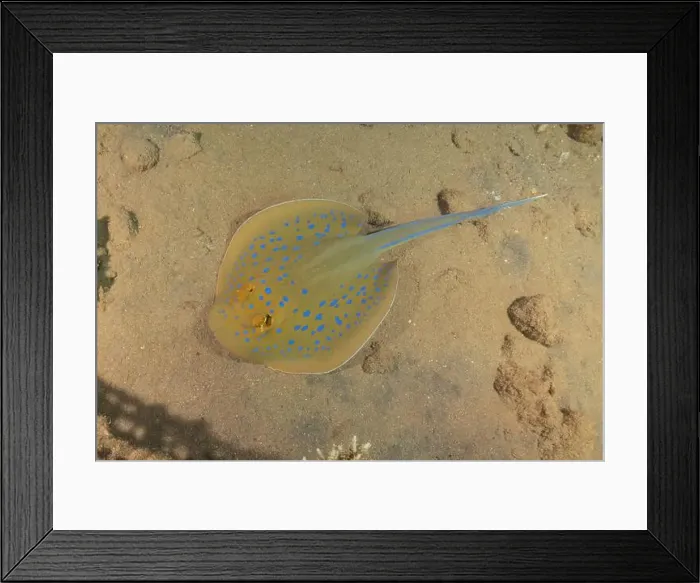 Framed Print : Blue-spotted stingray On the seabed in the Red Sea Eilat, Israel Framed Print : Blue-spotted stingray On the seabed in the Red Sea Eilat, Israel