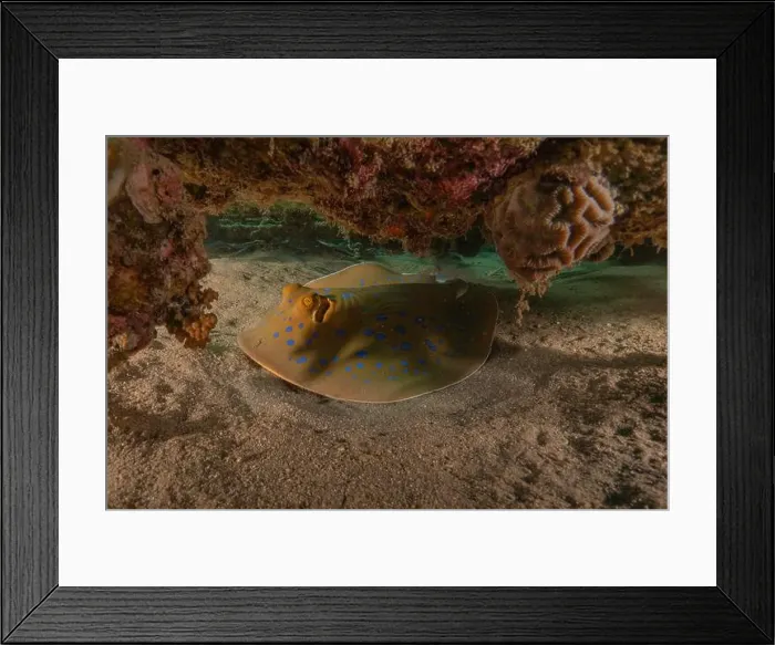 Framed Print : Blue-spotted stingray On the seabed in the Red Sea Eilat, Israel Framed Print : Blue-spotted stingray On the seabed in the Red Sea Eilat, Israel