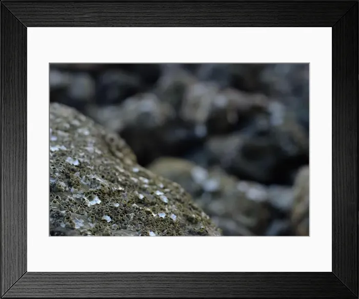 Framed Print : This image captures a detailed close-up of barnacles clinging to a rocky surface Framed Print : This image captures a detailed close-up of barnacles clinging to a rocky surface