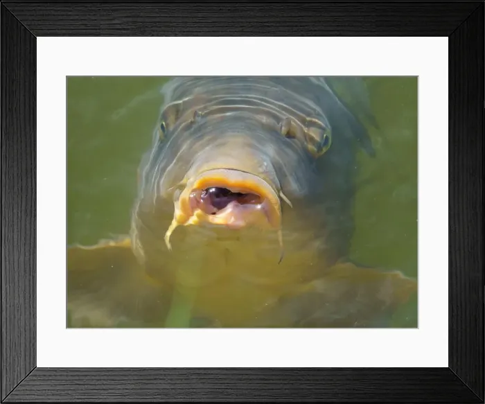 Framed Print : Hungry common carp (Cyprinus carpio) with big open mouth, eating / feeding in clear pond water Framed Print : Hungry common carp (Cyprinus carpio) with big open mouth, eating / feeding in clear pond water